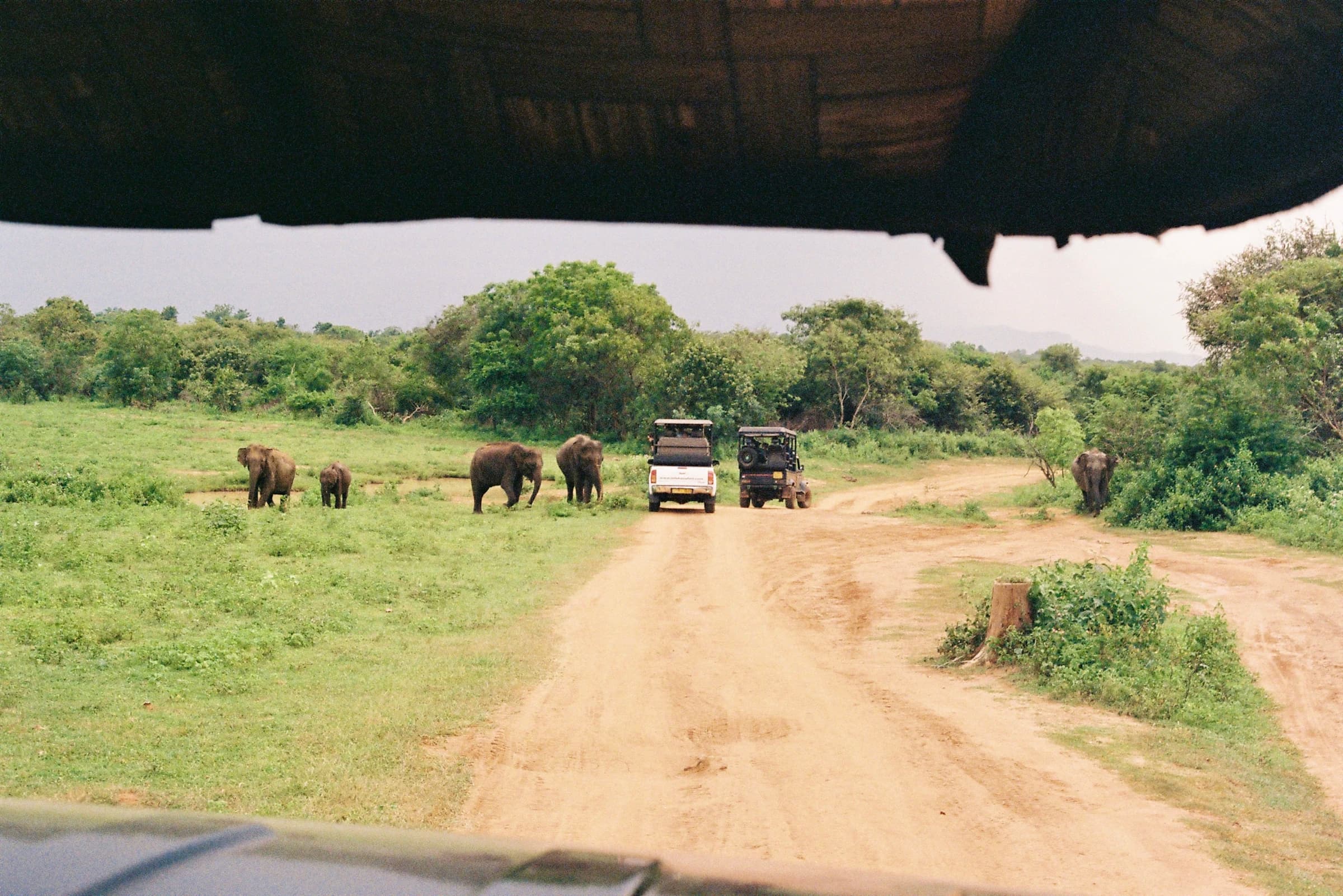 Wildlife